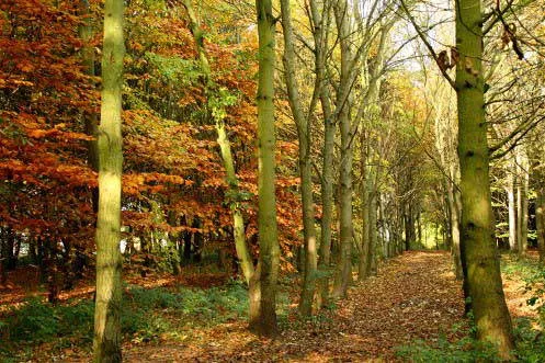 Trees BCA brownsovercommunity.org.uk